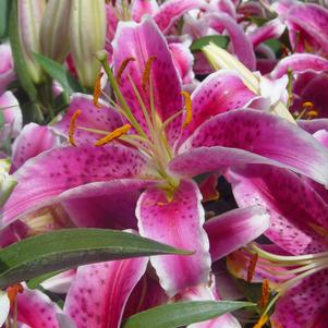 Lilium - Oriental Lily 'Stargazer'