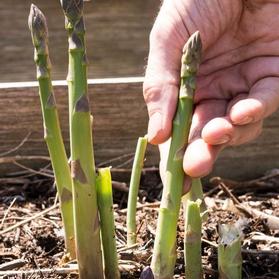 Asparagus 'Jersey Knight'