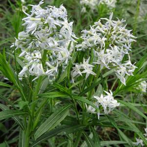 Amsonia hubrichtii
