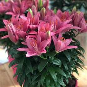 Lilium - Asiatic Pot Lily Looks™ 'Tiny Pearl'