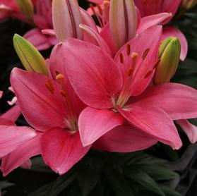 Lilium - Asiatic Pot Lily Looks™ 'Tiny Toons'