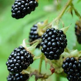 Blackberry 'Black Satin Thornless'