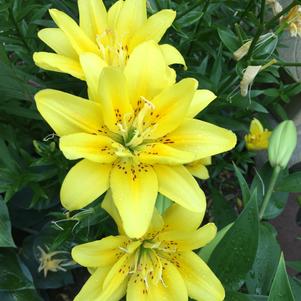 Lilium - Asiatic Lily Double Flowering 'Sundew'