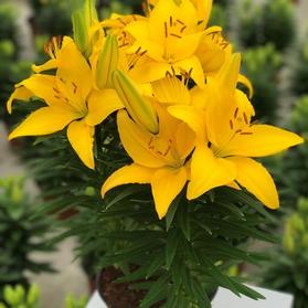 Lilium - Asiatic Pot Lily Looks™ 'Tiny Ranger'