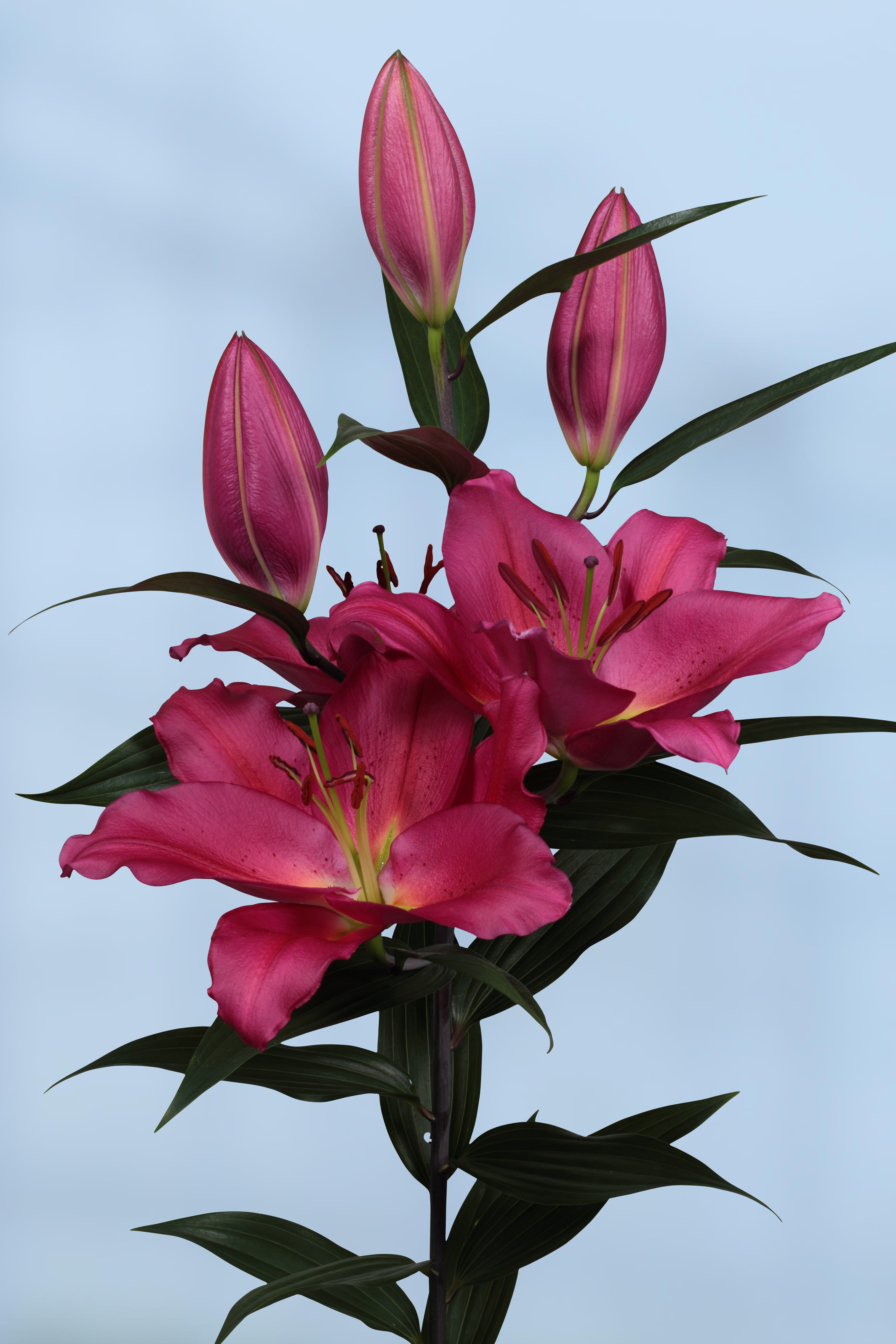 Lilium - Oriental Lily 'Tarrango'
