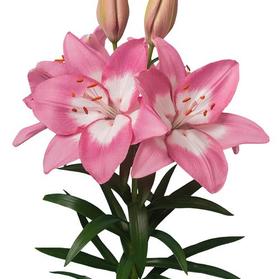 Lilium - Asiatic Lily 'Njoyz'