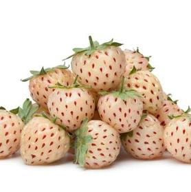 Strawberry hybrid 'Pineberry'