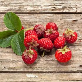 Strawberry hybrid 'Raspyberry'