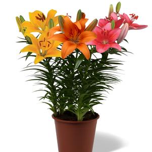 Lilium - Asiatic Pot Lily Looks™ 'Bloom Fusion Pink Cheeked Parrot'