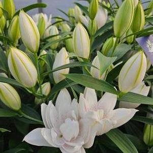 Lilium - Oriental Pot Lily Looks™ 'Sunny Double Bounty'