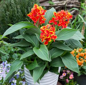 Canna 'Cannova® Red Golden Flame'