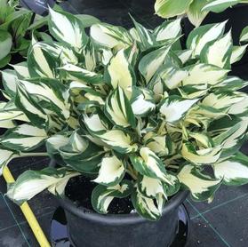 Hosta 'Fire and Ice (fortunei)'