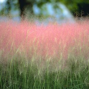 Muhlenbergia capillaris 'Pink'
