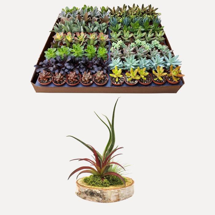 Plants & Finished Products