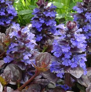 Ground Covers From Growing Colors