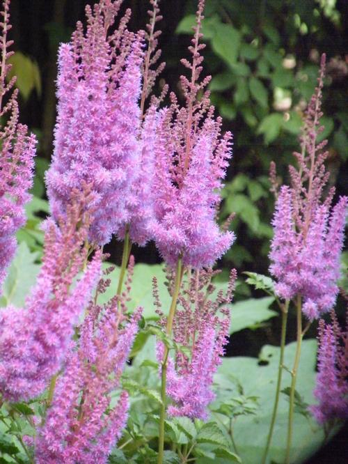 Astilbe chinensis 'Purple Candles (Purpurkerze)'