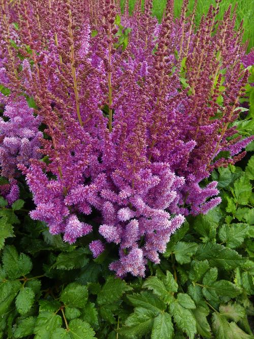 Astilbe chinensis 'Visions'