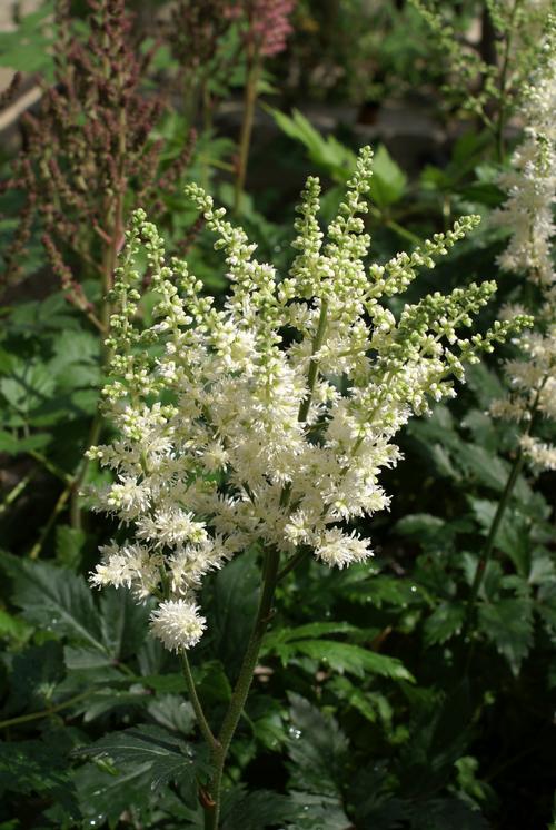 Astilbe chinensis 'Vision in White'