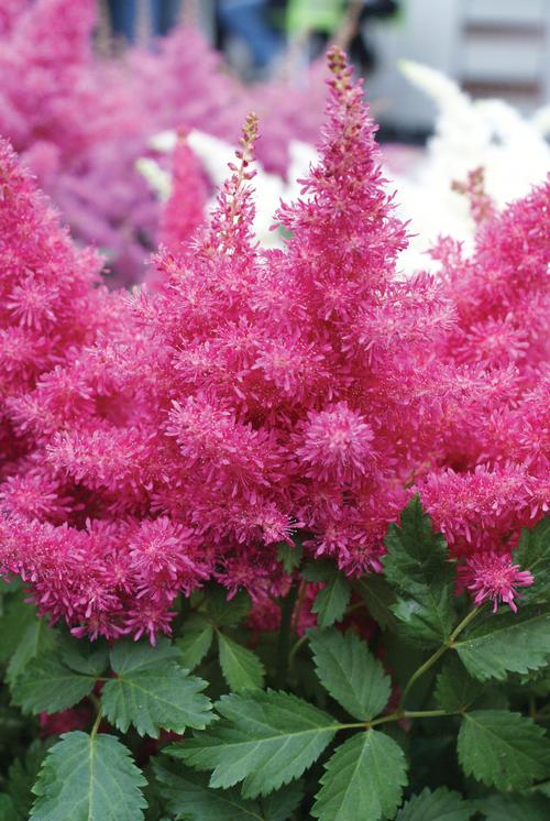 Astilbe 'Music™ Drum and Bass'