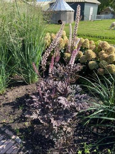 Cimicifuga ramosa 'Pink Spike'