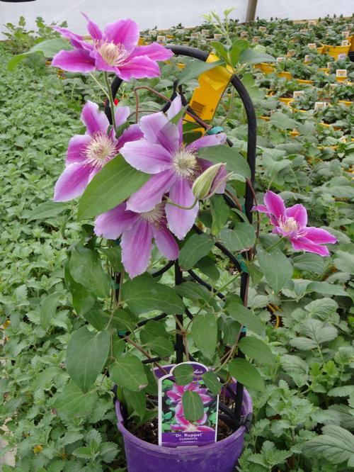 Clematis 'Dr. Rupple'