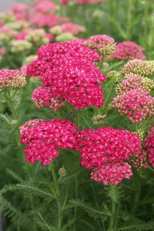 Achillea millefolium 'Saucy Seduction'