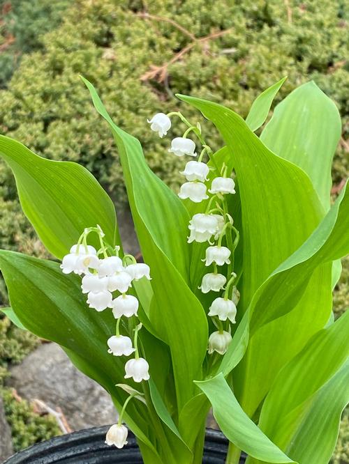 Convallaria majalis 