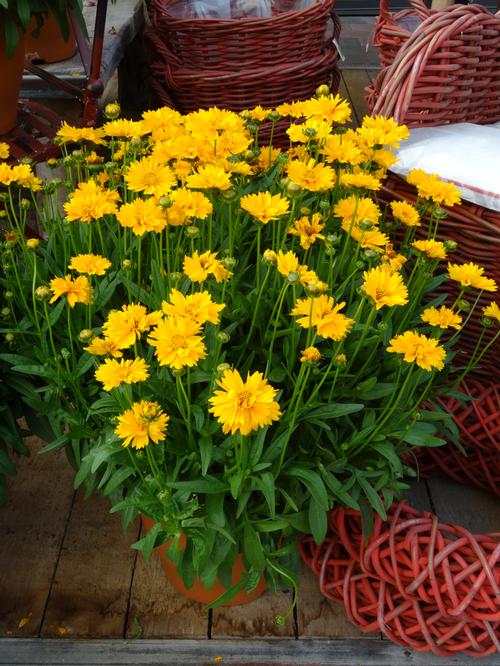 Coreopsis grandiflora 'Early Sunrise'