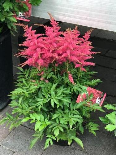 Astilbe 'Younique™ Cerise'