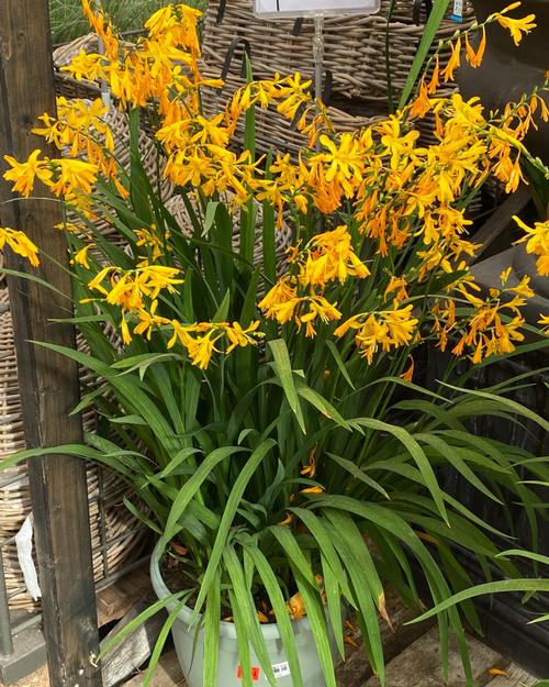 Crocosmia 'x George Davidson'
