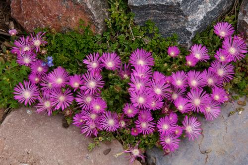 Delosperma 'Table Mountain'