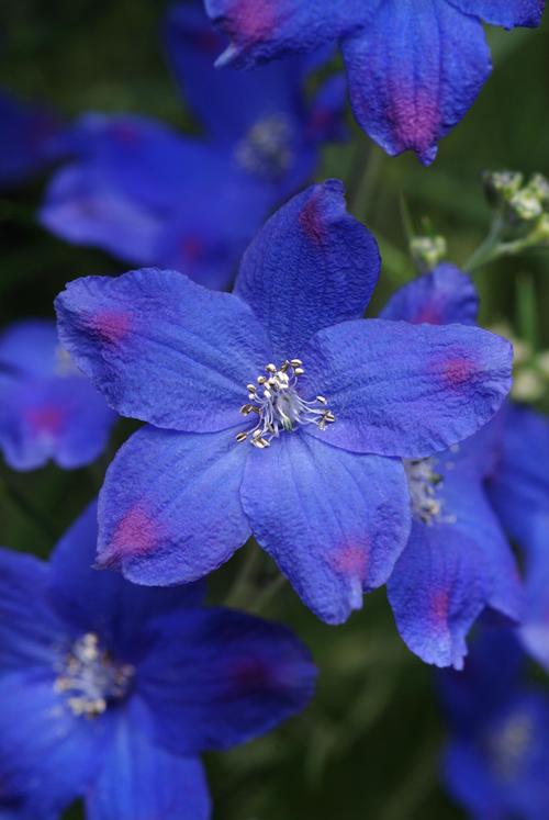 Larkspur Delphinium grandiflorum Blue Butterfly from Growing Colors