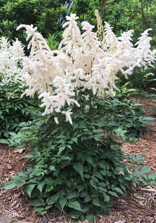 Astilbe japonica clearance