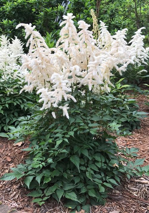 Astilbe japonica 'Deutschland'