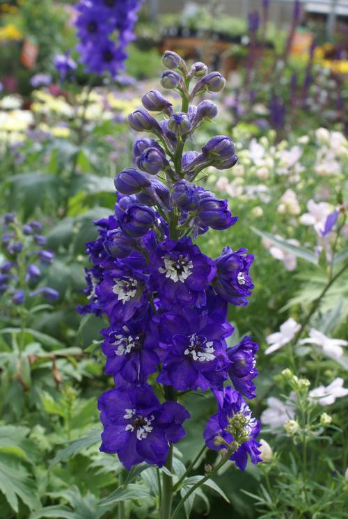 Delphinium elatum 'Magic Fountains Dark Blue/White Bee'