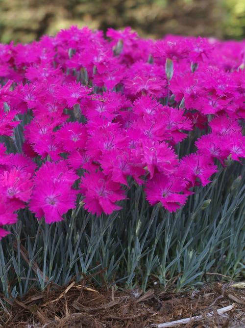 Garden Pinks Dianthus Neon Star from Growing Colors
