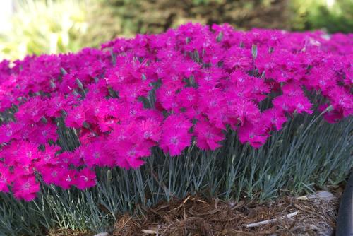 Garden Pinks Dianthus Neon Star from Growing Colors