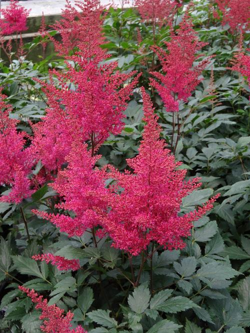 Astilbe japonica 'Montgomery'