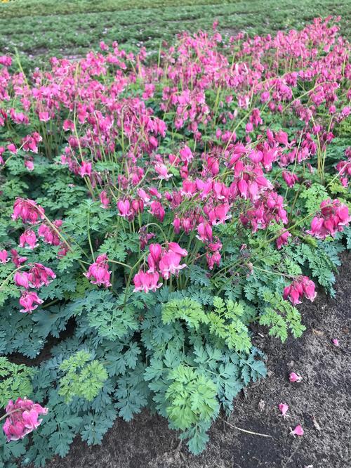 Dicentra formosa 'Luxuriant'