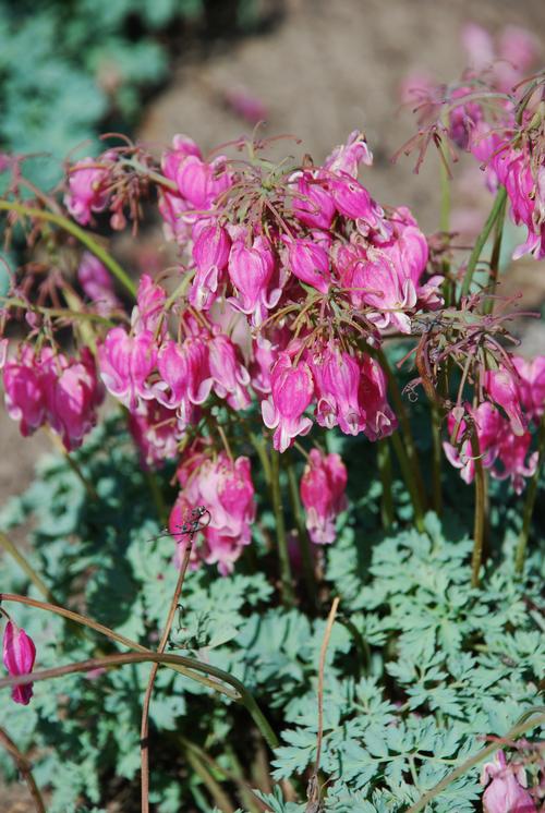 Dicentra x 'King of Hearts'