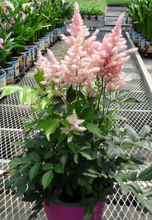 Astilbe japonica 'Peach Blossom'