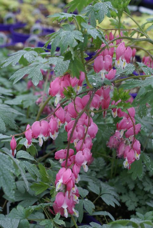 Dicentra spectabilis 