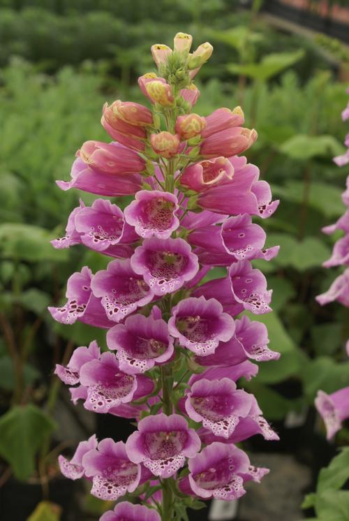 Foxglove Digitalis purpurea Candy Mountain from Growing Colors