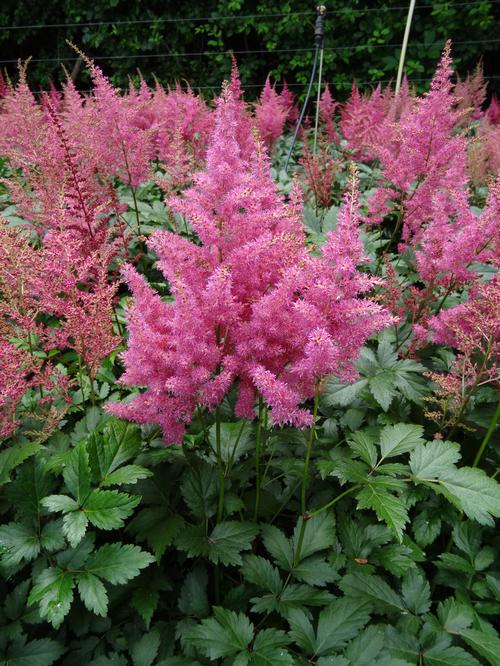 Astilbe japonica 'Rheinland'