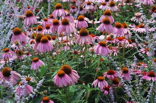 Rubinstern Echinacea Purpurea Ruby Star From Growing Colors