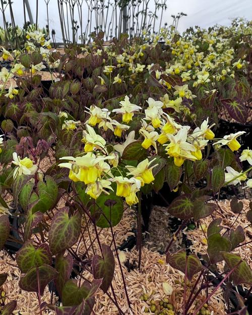 Epimedium versicolor 'Sulphureum'