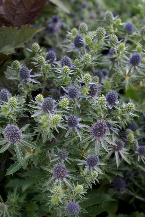 Eryngium planum 'Blue Hobbit'