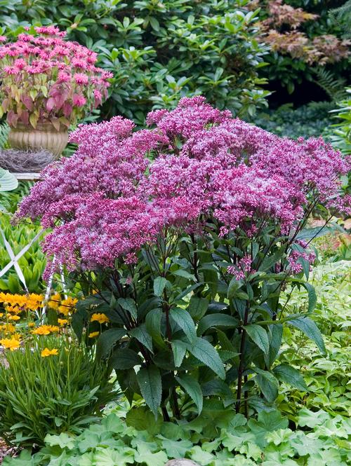 Eupatorium dubium 'Baby Joe'