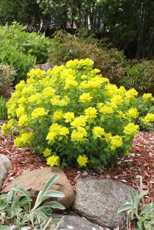 Euphorbia polychroma 