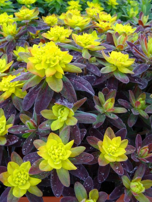 Euphorbia polychroma 'Bonfire'